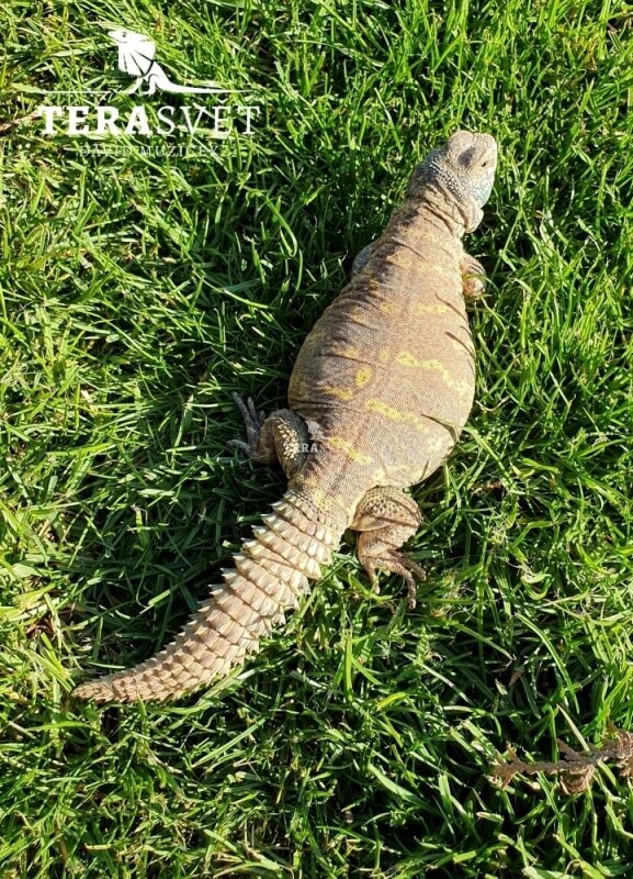 Uromastyx ornata (6)